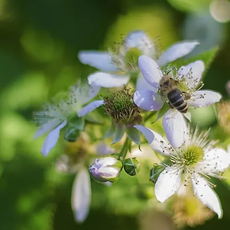 Holiday home Penzion Chalupa Semin *