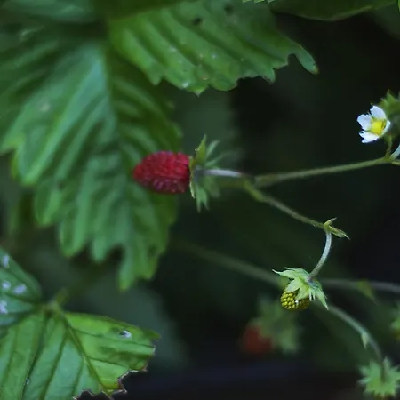 Holiday home Penzion Chalupa Semin *