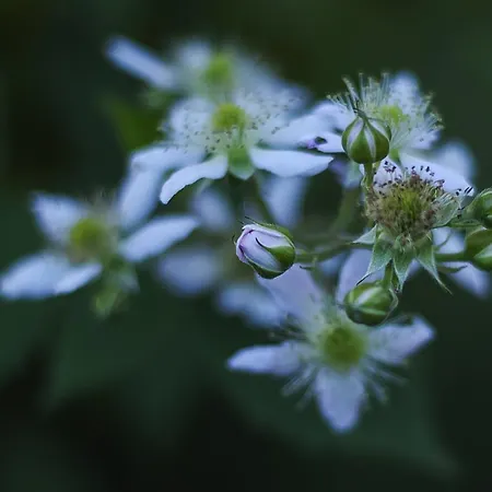 Penzion Chalupa Semin * Semin